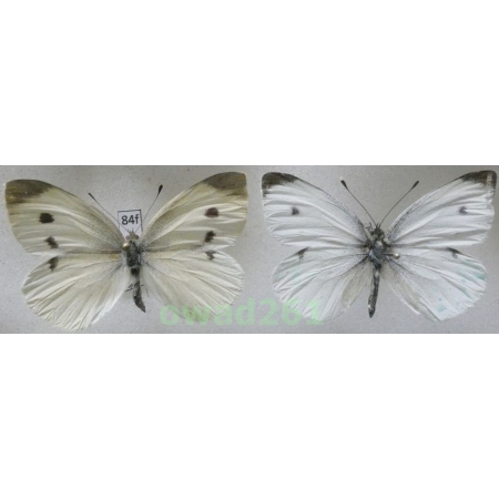 Pieris rapae (Linnaeus, 1758) pair Poland84f